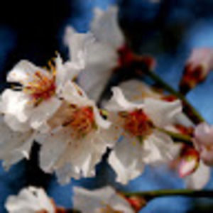 Meet your Posher, Antonia